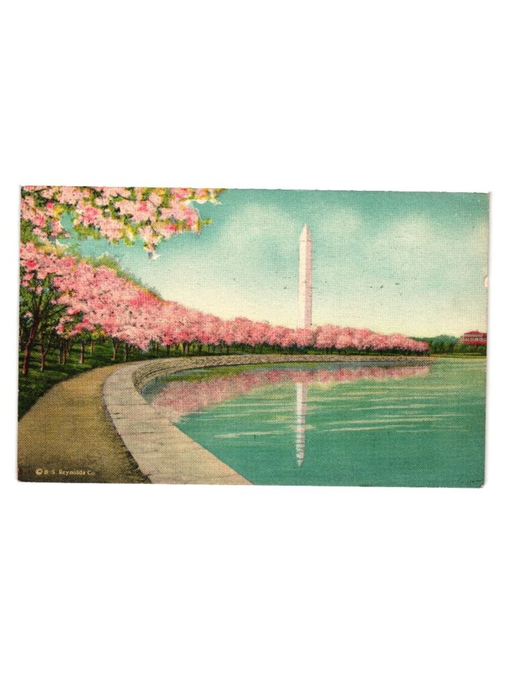 Vintage Washington DC Cherry Blossoms Postcard Washington Monument Scenic 1944